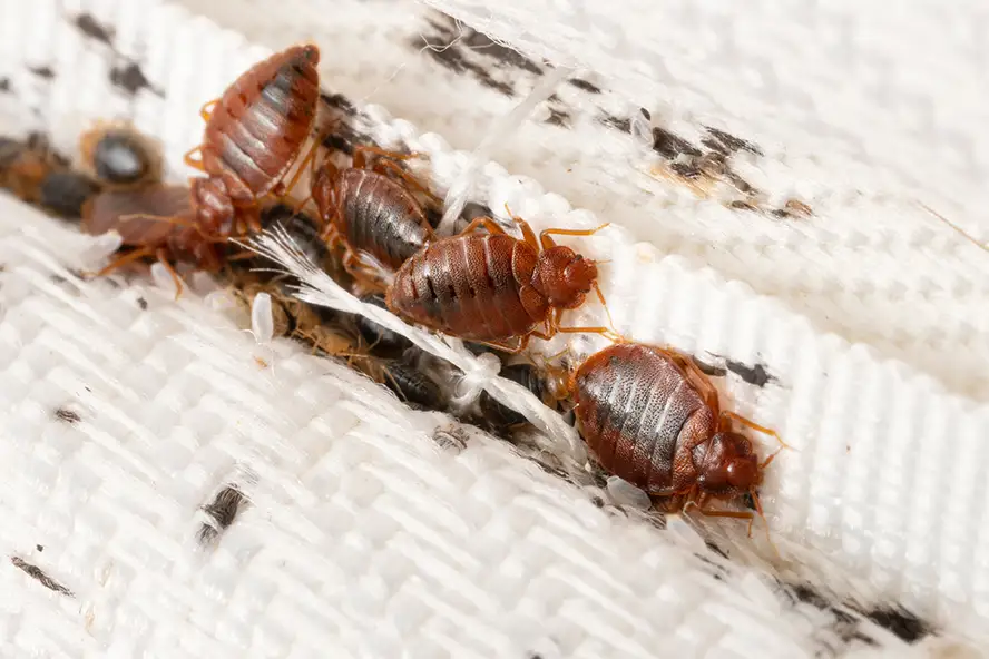 Bed bugs crawling on white fabric