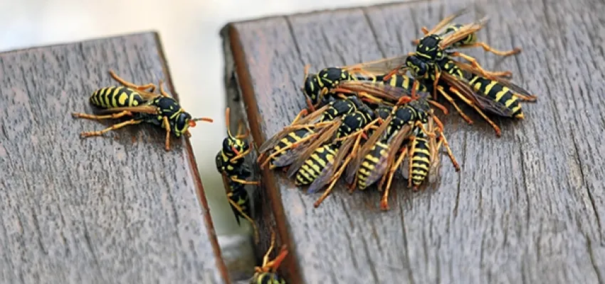 Wasps on Picnic Table