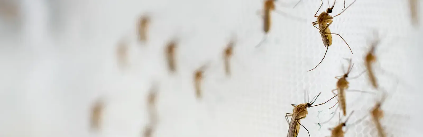 mosquito swarm with white background