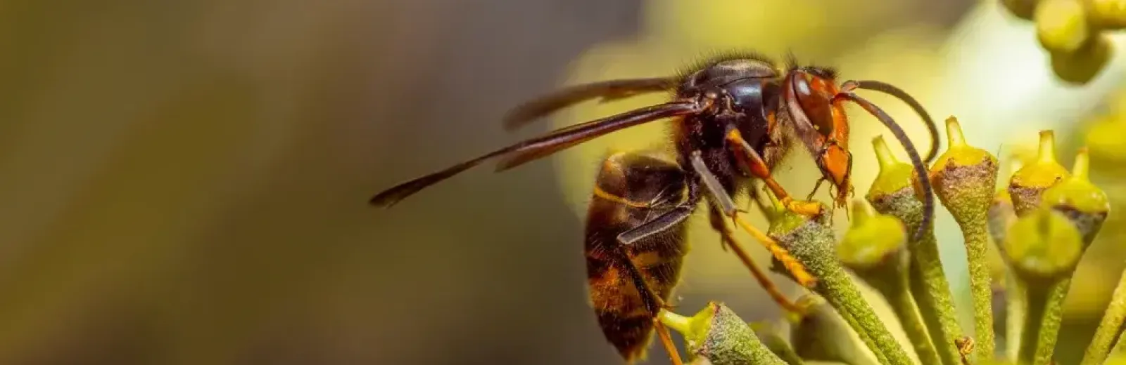 asian hornet on a flower