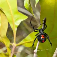 black-widow-spider