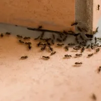 ants crawling in a kitchen on tile