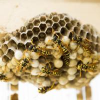 Wasp Nest Up Close