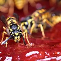Wasp on Red Jelly