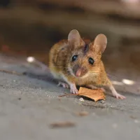house mouse by a leaf on concrete