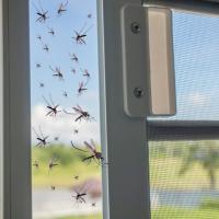Mosquito flying into house