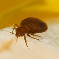 Close up of a bed bug