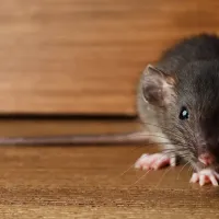 service-rodent-control