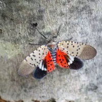 spotted-lanternfly-on-tree