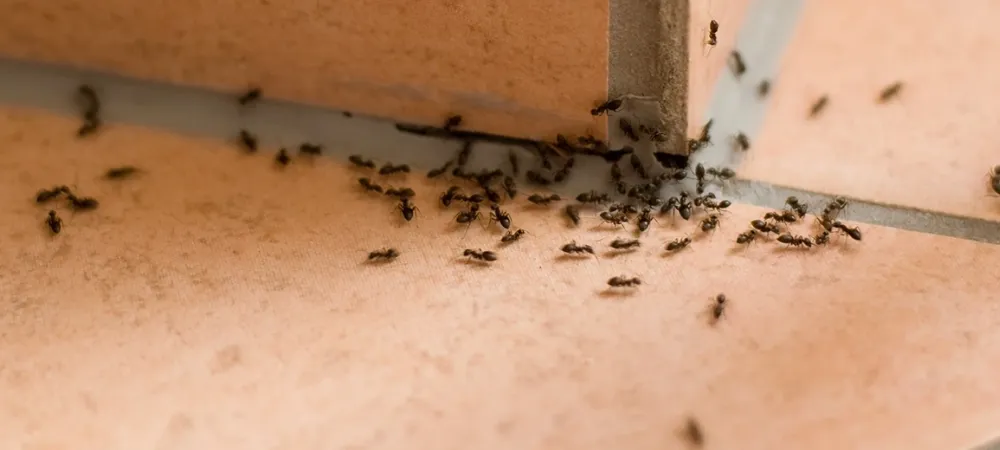 ants crawling in a kitchen on tile