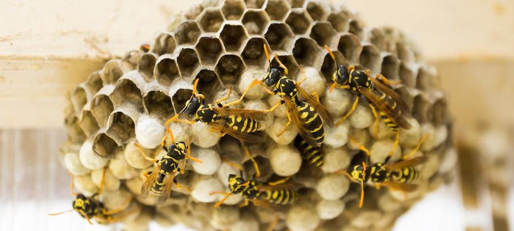 Wasp Nest Up Close