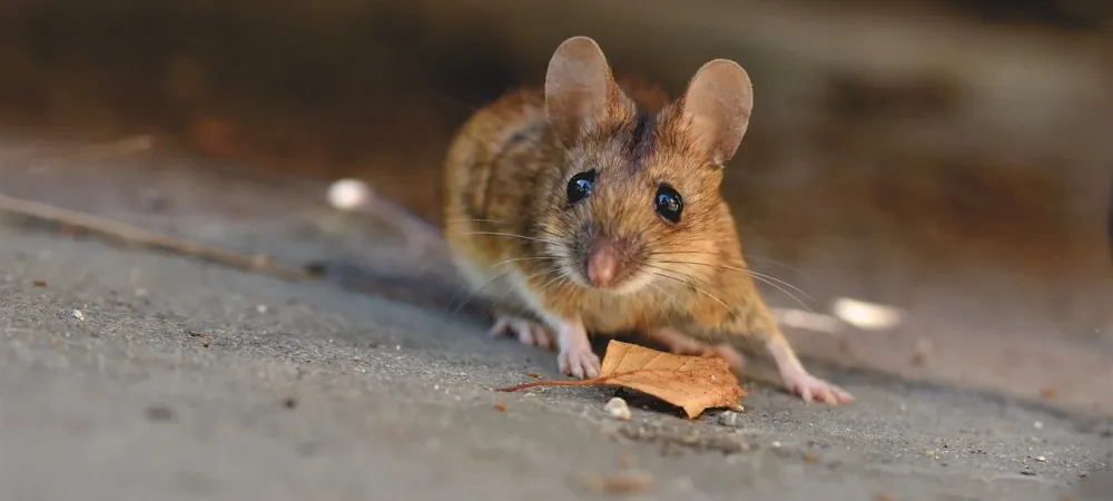house mouse by a leaf on concrete
