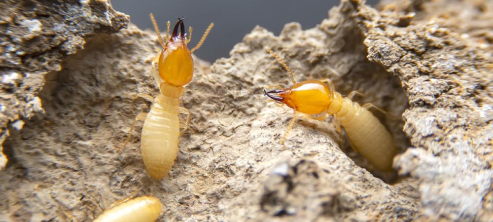 Termites