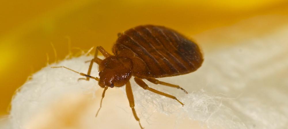 Close up of a bed bug