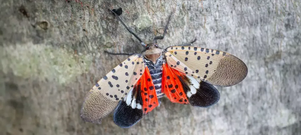 spotted-lanternfly-on-tree