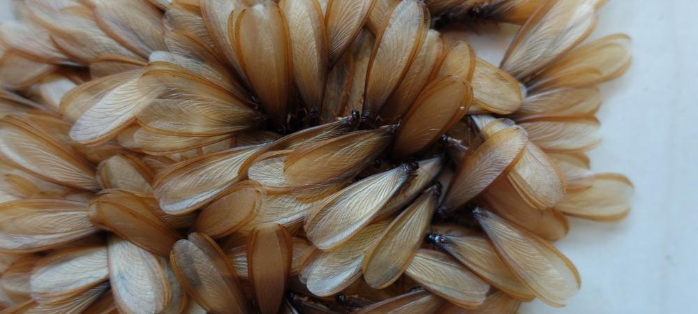 Termites with wings