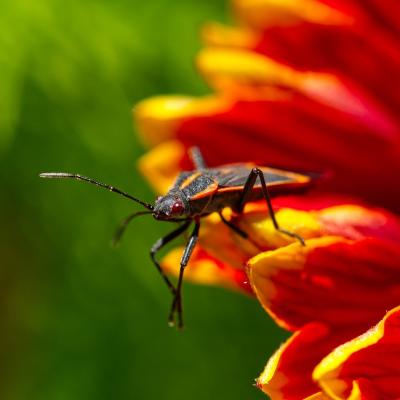 Boxelder Bettle