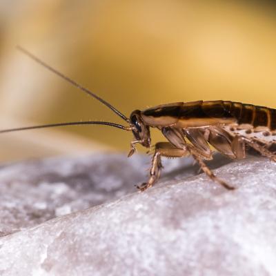 Cockroach