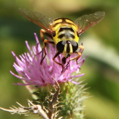 Hoverfly