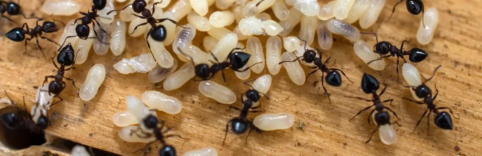 ants on wood