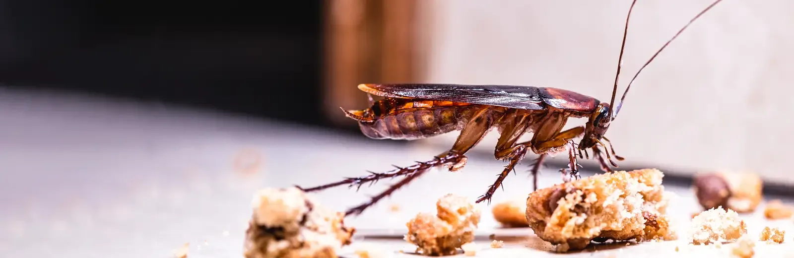 cockroach