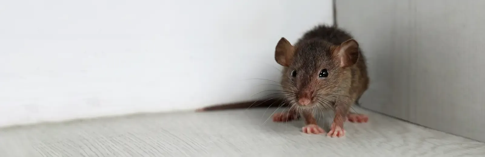 mouse in a house