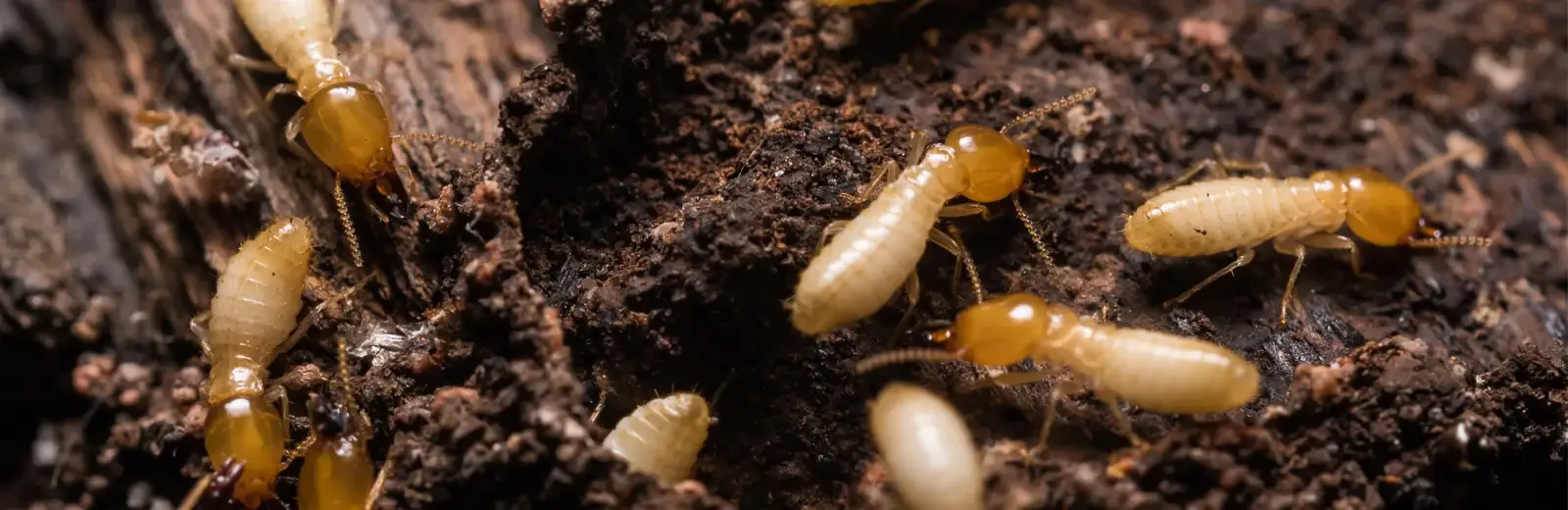 Termites on wood