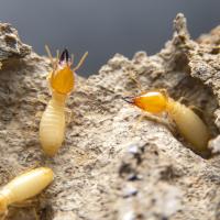 Termites