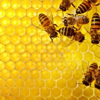 Honey bee