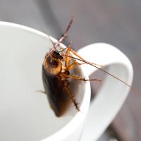 cockroach