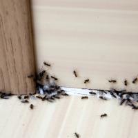 ants