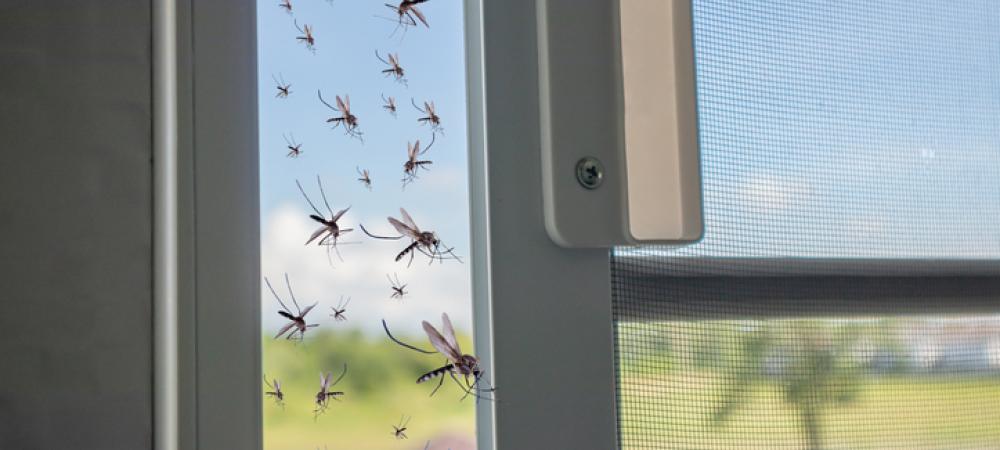 Mosquito flying into house