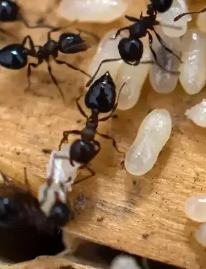 ants