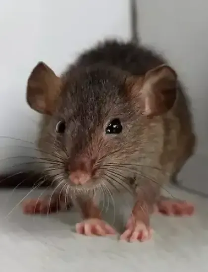 mouse in a home