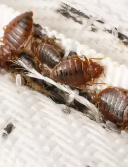 Bed Bug