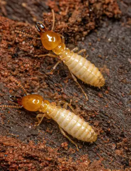 Termites